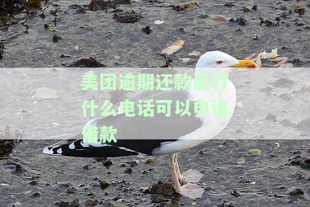 美团逾期还款后能否立即再借款？影响恢复使用及全额偿还问题