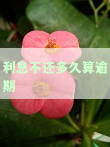 贷款利息不还多久会起诉？逾期时间与被诉风险的关系
