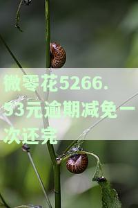 微零花被降额：什么原因导致额度变为0？