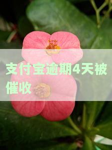 支付宝逾期4天被催收？别慌！教你应对方法