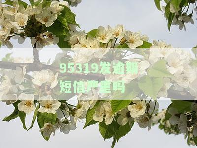 全解析：关于'95369发的短信'的可靠性与真实性