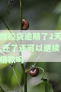 微粒贷逾期2天还了还能借出来吗？影响再借款的因素是什么？