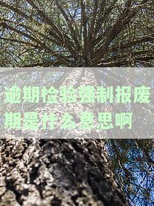 三年没审车被报废了怎么办？车辆年检频率及处理方法