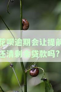 花呗逾期是否会让提前还清剩余贷款？答案解析与注意事项