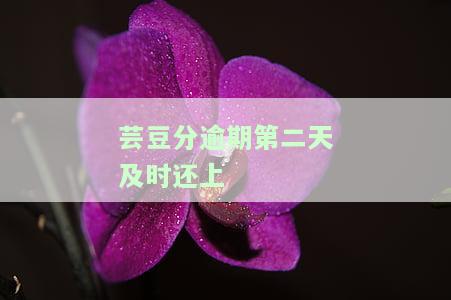 芸豆分逾期第二天及时还上