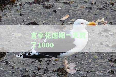 宜享花逾期两天如何处理？会影响信用记录吗？已逾期一天，能否继续使用并还款？