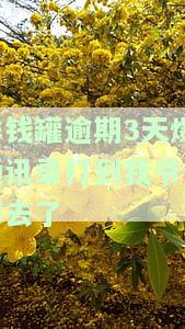 洋钱罐借款逾期，是否会通知联系人？