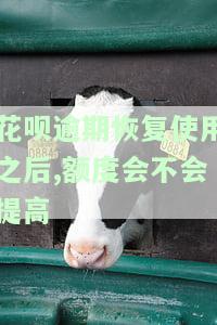 支付宝花呗逾期了？不用担心，这里教你如何恢复额度！