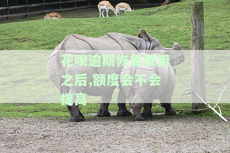 花呗逾期恢复使用之后,额度会不会提高