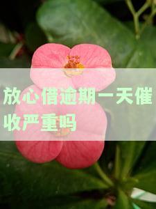放心借逾期一天催收严重吗？如何处理？逾期会有影响吗？
