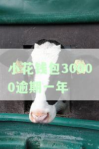 小花钱包逾期大半年会否上门催收？一年后是否仍会被追讨？