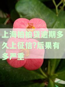 上海拍拍贷逾期多久上征信？后果有多严重？逾期不还的影响及可能被起诉的情况