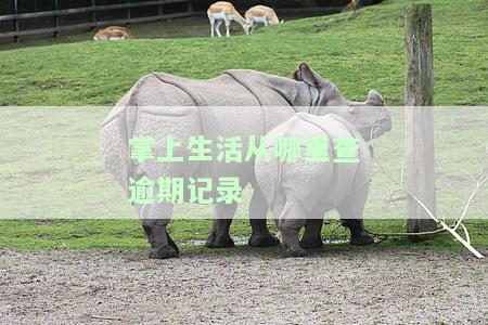 掌上生活：如何查看个人征信情况及报告？