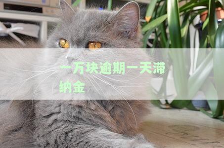 一万块逾期一天滞纳金