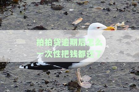拍拍贷借款逾期一天，全还后再借款可行吗？逾期后果及恢复借款时间