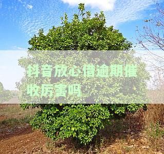 抖音里面放心借逾期会怎么样？若无还款能力又该如何应对？真恶心，逾期半天即遭催收。抖音放心借逾期多久会上征信？