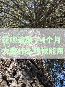 花呗逾期4个月后，何时能重新使用？