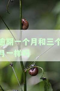 逾期一个月算几次逾期？详细解释及影响程度