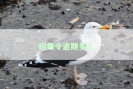 招集令逾期多久需打紧急联系人？电话通知时间及有效期限解析