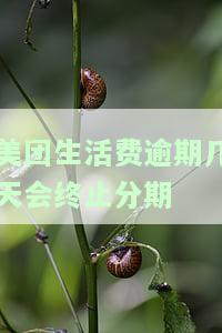 美团生活费逾期几天会终止分期