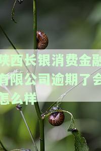 陕西长银消费金融有限公司逾期了会怎么样