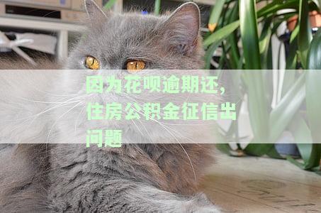 花呗逾期被停用能否申请住房公积金？安全性及对贷款的影响是什么？