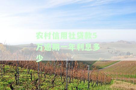 农村信用社贷款5万不还：严重后果及解决办法