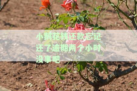 小鹅花钱逾期1天怎么办？会影响征信和可用性吗？可以进行还款吗？