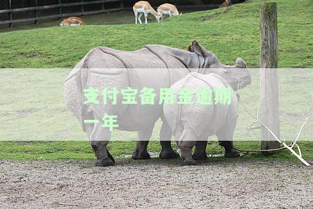 了解支付宝备用金逾期一年的严重后果