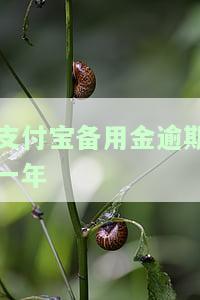 支付宝备用金逾期一年，会对征信产生影响吗？