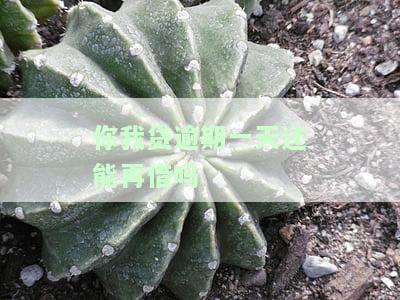 你我贷不小心逾期一天？及时还款影响及解决方法