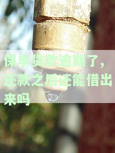 保单贷逾期：保单能否退款？如何操作？有何影响？