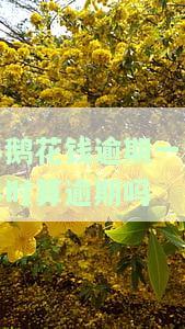 小鹅花钱逾期1天还款可以吗？逾期一天后能否继续使用？逾期3天是否需要全额还款？