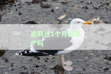 逾期过1个月会影响信用记录吗？在知乎上寻找答案