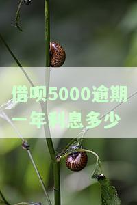 借呗逾期5000一年罚息多少？全解！