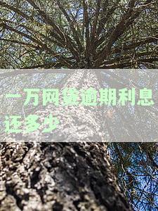 一万网贷逾期利息如何计算及偿还方法？