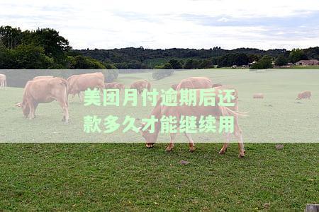 美团月付逾期后还款多久才能继续用