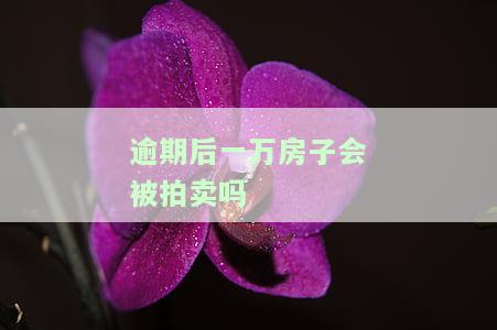 逾期房贷、网贷、信用卡还款，房子会被拍卖吗？