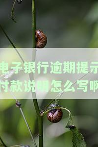 如何写电子银行承兑逾期提示付款说明？