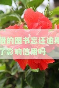 借的图书忘还逾期会影响信用吗？怎么办？