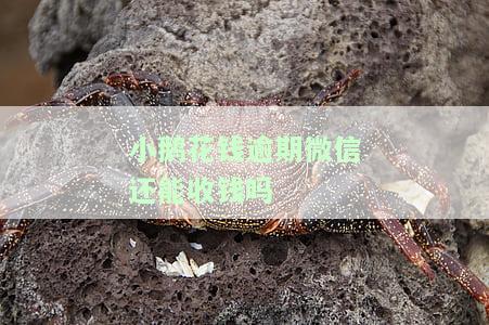 小鹅花钱逾期后，微信能否继续使用？影响及解决办法全解析