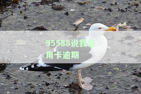 95508、95568、95595与95561均表示我逾期，收到95508电话确认