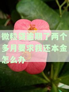 微粒贷逾期两个月还清能否继续使用？额度会恢复吗？