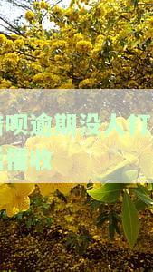 借呗逾期无人催收的后果是什么？突然停止催收应该如何处理？