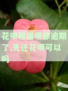 借呗花呗都逾期了，应优先偿还哪项？先还借呗是否更安全？已还清花呗能否立即使用？