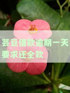 芸豆分贷款逾期一天：全部还款后能否再次借款？逾期是否会上征信？