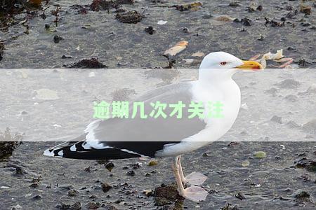 逾期几次才关注