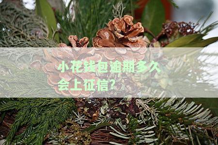 小花钱包逾期一年会继续催收吗？是否会上门催收？