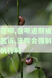 花呗、借呗逾期被起诉，法院会强制执行吗？知乎用户分享经验