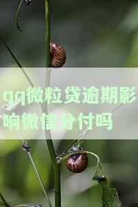 QQ微粒贷逾期是否会影响微信分付？了解风险及解决方法